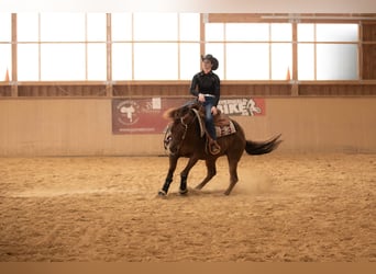 American Quarter Horse, Hengst, 17 Jahre, Dunkelfuchs