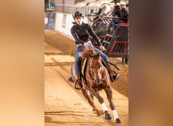 American Quarter Horse, Hengst, 17 Jahre, Dunkelfuchs