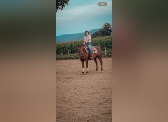American Quarter Horse, Hengst, 17 Jahre, Dunkelfuchs
