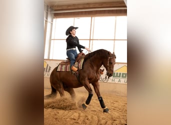 American Quarter Horse, Hengst, 17 Jahre, Fuchs