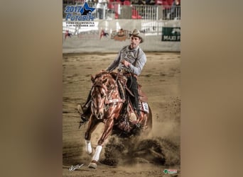 American Quarter Horse, Hengst, 17 Jahre, Fuchs