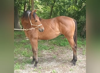 American Quarter Horse, Hengst, 1 Jaar, 130 cm, Lichtbruin