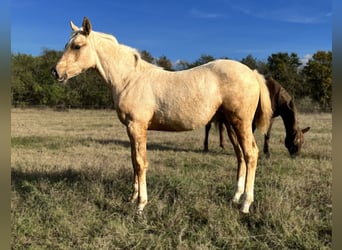 American Quarter Horse, Hengst, 1 Jaar, 130 cm, Palomino