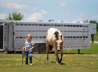 American Quarter Horse, Hengst, 1 Jaar, 135 cm, Buckskin