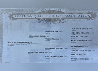 American Quarter Horse, Hengst, 1 Jaar, 135 cm, Buckskin