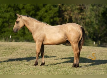 American Quarter Horse, Hengst, 1 Jaar, 135 cm, Buckskin