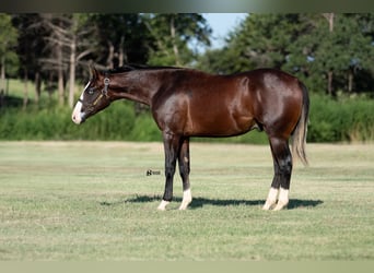 American Quarter Horse, Hengst, 1 Jaar, 137 cm, Roodbruin