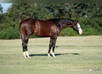 American Quarter Horse, Hengst, 1 Jaar, 137 cm, Roodbruin