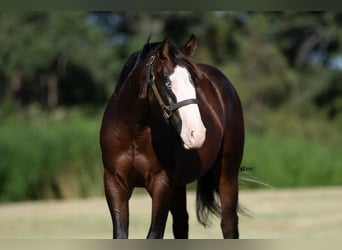 American Quarter Horse, Hengst, 1 Jaar, 137 cm, Roodbruin