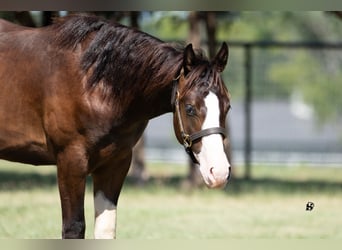 American Quarter Horse, Hengst, 1 Jaar, 140 cm, Bruin