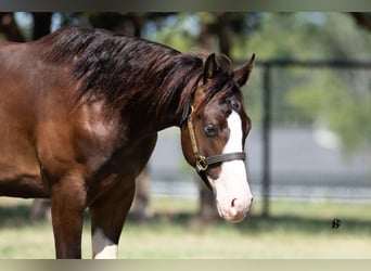 American Quarter Horse, Hengst, 1 Jaar, 140 cm, Bruin