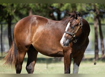 American Quarter Horse, Hengst, 1 Jaar, 140 cm, Bruin