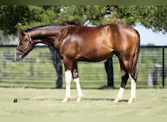 American Quarter Horse, Hengst, 1 Jaar, 140 cm, Bruin