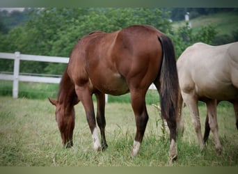 American Quarter Horse, Hengst, 1 Jaar, 140 cm, Bruin