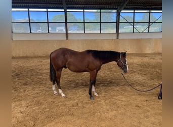 American Quarter Horse, Hengst, 1 Jaar, 140 cm, Bruin