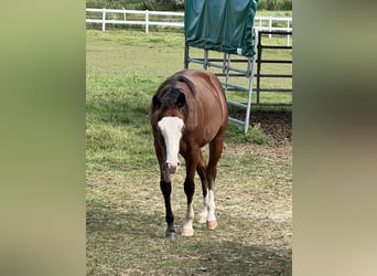 American Quarter Horse, Hengst, 1 Jaar, 140 cm, Bruin