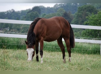 American Quarter Horse, Hengst, 1 Jaar, 140 cm, Bruin