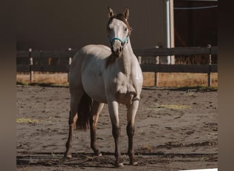 American Quarter Horse, Hengst, 1 Jaar, 140 cm, Buckskin