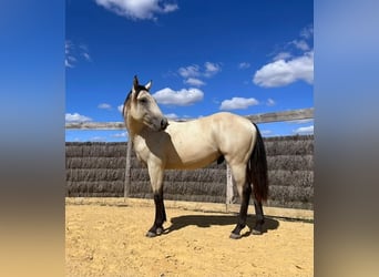 American Quarter Horse, Hengst, 1 Jaar, 140 cm, Buckskin