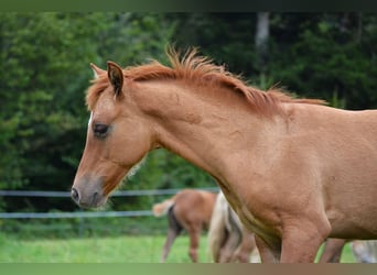 American Quarter Horse Mix, Hengst, 1 Jaar, 140 cm, Red Dun