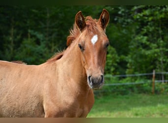 American Quarter Horse Mix, Hengst, 1 Jaar, 140 cm, Red Dun