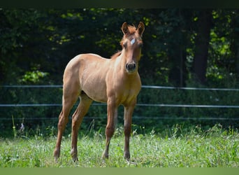 American Quarter Horse Mix, Hengst, 1 Jaar, 140 cm, Red Dun