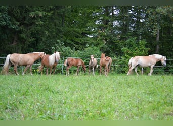 American Quarter Horse Mix, Hengst, 1 Jaar, 140 cm, Red Dun