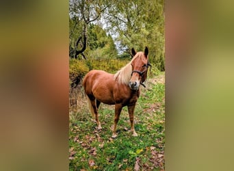 American Quarter Horse, Hengst, 1 Jaar, 140 cm, Vos