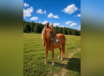 American Quarter Horse, Hengst, 1 Jaar, 140 cm, Vos