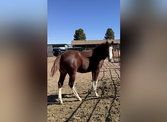 American Quarter Horse, Hengst, 1 Jaar, 142 cm, Overo-alle-kleuren