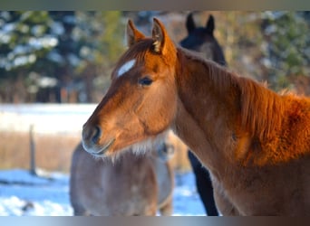 American Quarter Horse Mix, Hengst, 1 Jaar, 142 cm, Red Dun