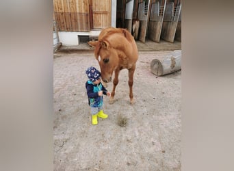 American Quarter Horse Mix, Hengst, 1 Jaar, 142 cm, Red Dun