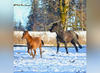 American Quarter Horse Mix, Hengst, 1 Jaar, 142 cm, Red Dun