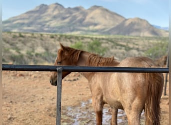 American Quarter Horse, Hengst, 1 Jaar, 142 cm, Roan-Red