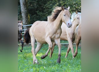 American Quarter Horse, Hengst, 1 Jaar, 143 cm, Champagne