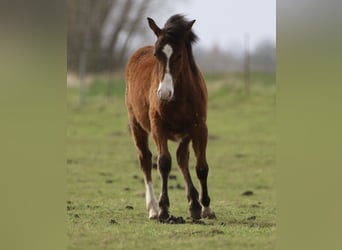 American Quarter Horse, Hengst, 1 Jaar, 145 cm, Brauner