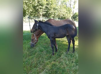 American Quarter Horse, Hengst, 1 Jaar, 147 cm, Donkerbruin