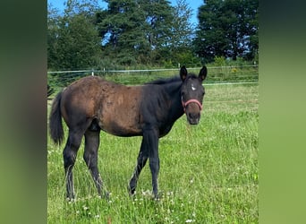 American Quarter Horse, Hengst, 1 Jaar, 147 cm, Donkerbruin