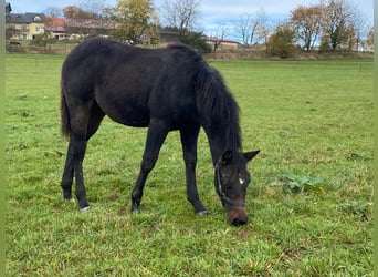 American Quarter Horse, Hengst, 1 Jaar, 147 cm, Donkerbruin