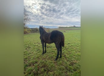 American Quarter Horse, Hengst, 1 Jaar, 147 cm, Donkerbruin