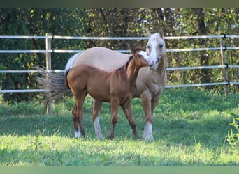 American Quarter Horse, Hengst, 1 Jaar, 148 cm, Brauner