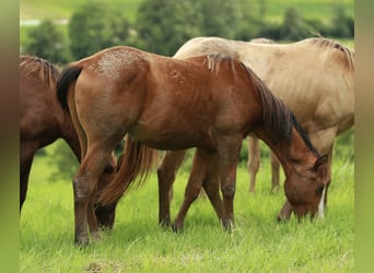 American Quarter Horse, Hengst, 1 Jaar, 148 cm, Bruin