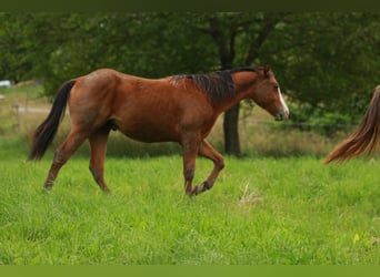 American Quarter Horse, Hengst, 1 Jaar, 148 cm, Bruin