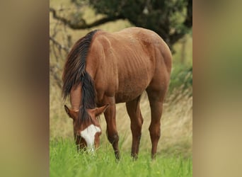 American Quarter Horse, Hengst, 1 Jaar, 148 cm, Bruin