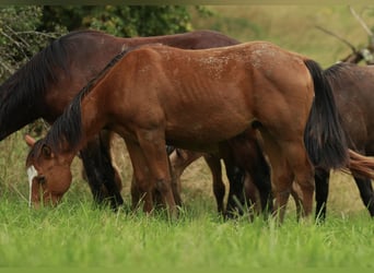 American Quarter Horse, Hengst, 1 Jaar, 148 cm, Bruin