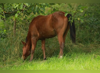 American Quarter Horse, Hengst, 1 Jaar, 148 cm, Bruin