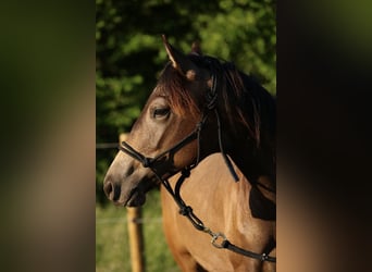 American Quarter Horse, Hengst, 1 Jaar, 148 cm, Buckskin