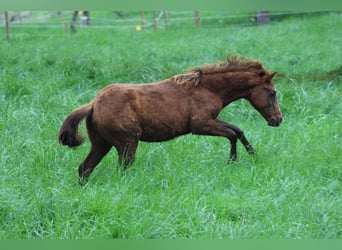American Quarter Horse, Hengst, 1 Jaar, 148 cm, Donkere-vos