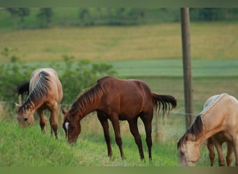 American Quarter Horse, Hengst, 1 Jaar, 148 cm, Donkere-vos