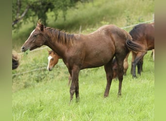 American Quarter Horse, Hengst, 1 Jaar, 148 cm, Donkere-vos